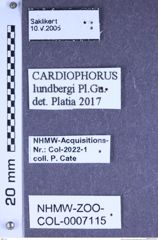 Etiketten zu Cardiophorus lundbergi (Platia & Gudenzi, 2000) (NHMW-ZOO-COL-0007115)